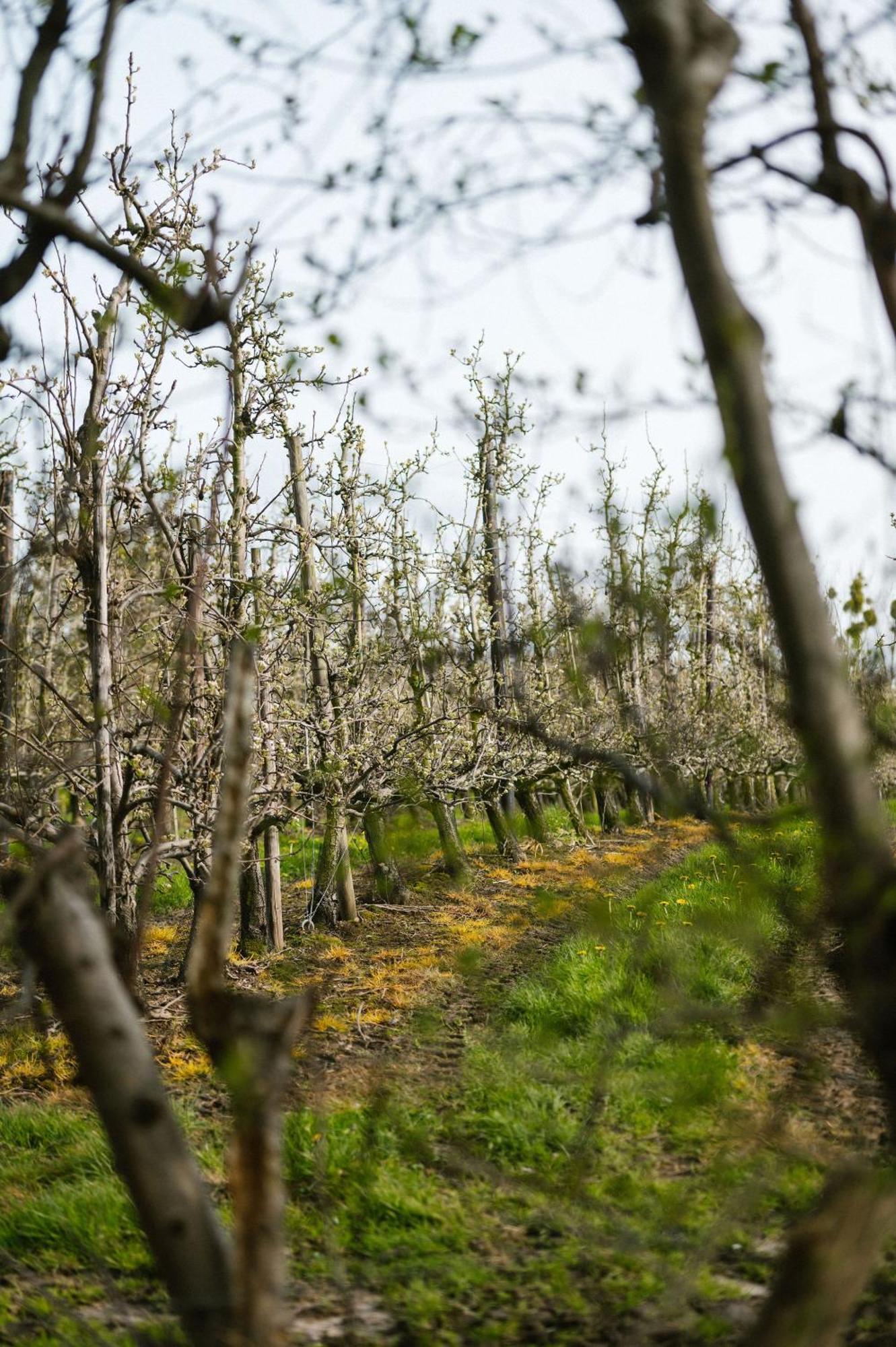 Hoeve De Reetjens - La Porcherie Bilzen Kültér fotó